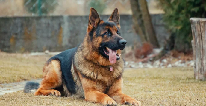 Cane precipita in un dirupo, salvato dai pompieri